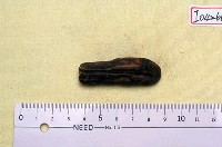 藏品(牛臼齒半枚)的圖片